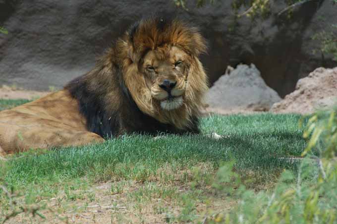 male lion